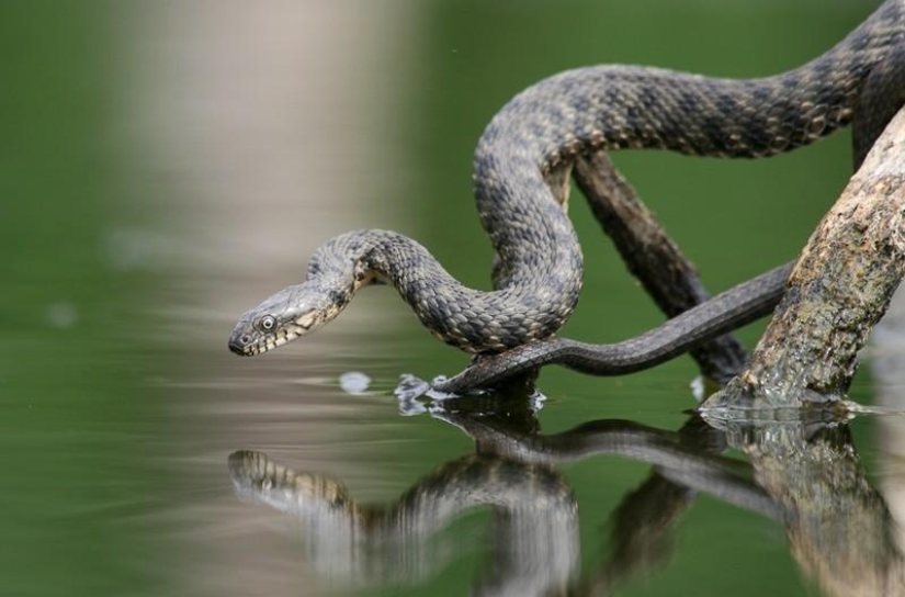 Reptiles de la región del Bajo Volga Reptiles de la región del Bajo Volga