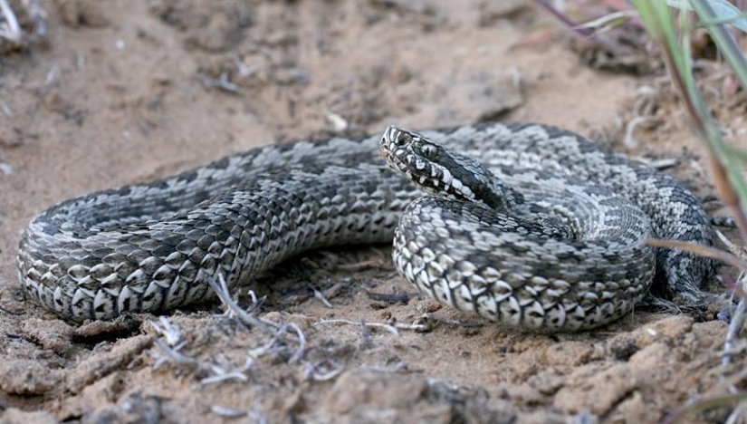 Reptiles de la región del Bajo Volga Reptiles de la región del Bajo Volga