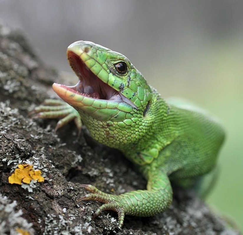 Reptiles de la región del Bajo Volga Reptiles de la región del Bajo Volga