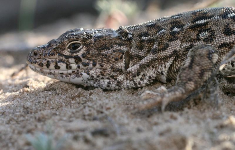 Reptiles de la región del Bajo Volga Reptiles de la región del Bajo Volga
