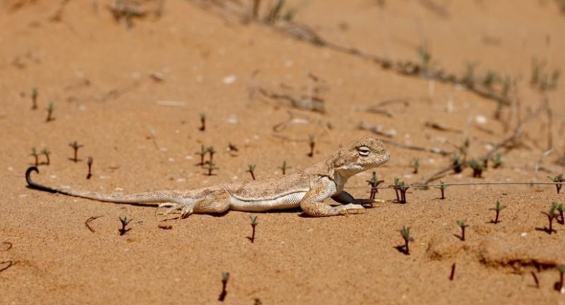 Reptiles de la región del Bajo Volga Reptiles de la región del Bajo Volga