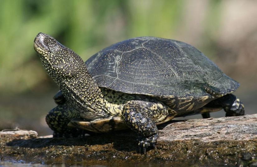 Reptiles de la región del Bajo Volga Reptiles de la región del Bajo Volga