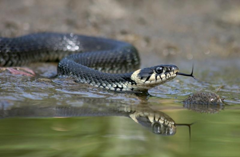 Reptiles de la región del Bajo Volga Reptiles de la región del Bajo Volga