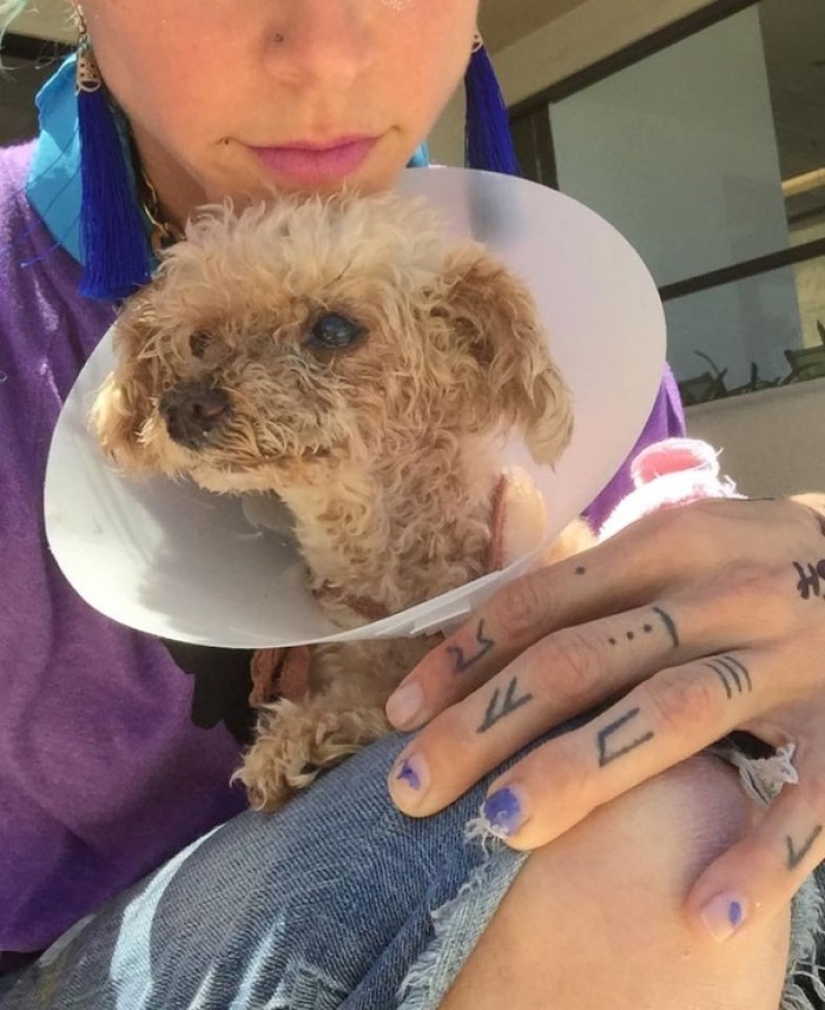 Rescate de un perro de dos patas que pasó 10 angustiosos años en la calle Rescate de un perro de dos patas que pasó 10 angustiosos años en la calle