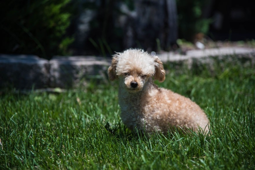 Rescate de un perro de dos patas que pasó 10 angustiosos años en la calle Rescate de un perro de dos patas que pasó 10 angustiosos años en la calle
