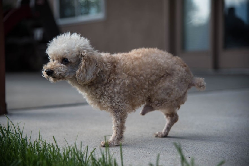 Rescate de un perro de dos patas que pasó 10 angustiosos años en la calle Rescate de un perro de dos patas que pasó 10 angustiosos años en la calle