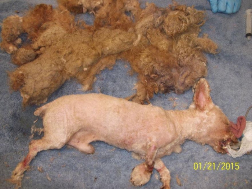 Rescate de un perro de dos patas que pasó 10 angustiosos años en la calle Rescate de un perro de dos patas que pasó 10 angustiosos años en la calle