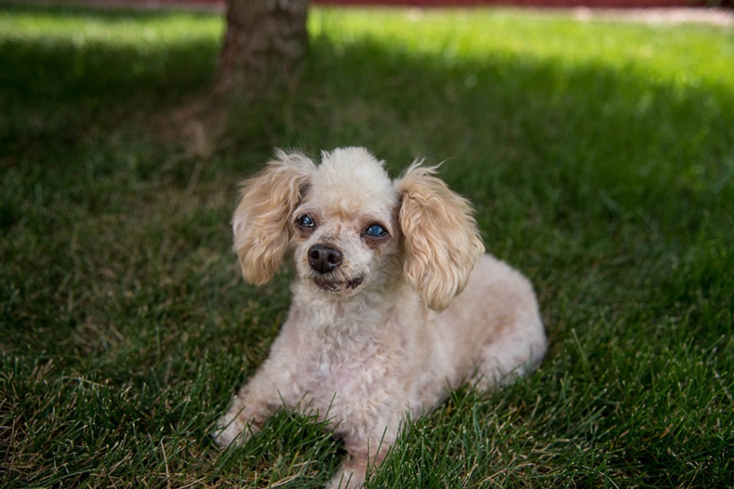 Rescate de un perro de dos patas que pasó 10 angustiosos años en la calle Rescate de un perro de dos patas que pasó 10 angustiosos años en la calle
