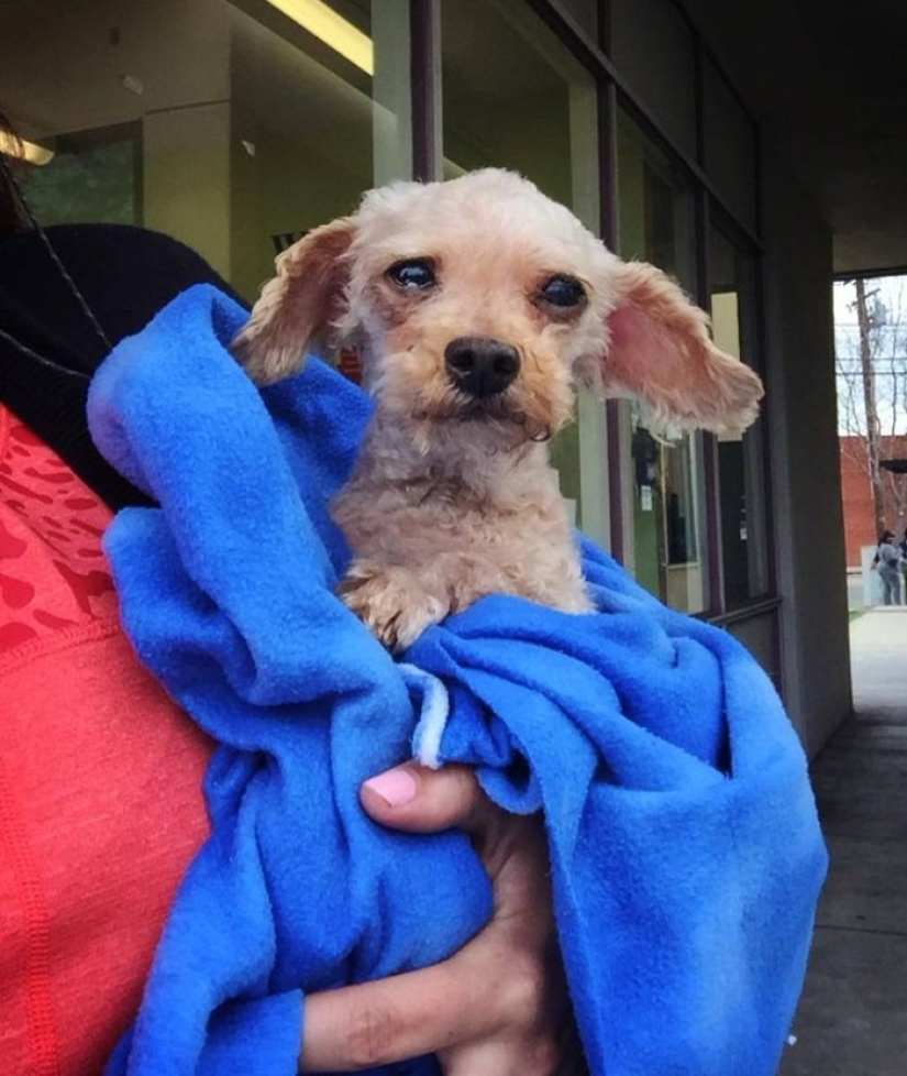 Rescate de un perro de dos patas que pasó 10 angustiosos años en la calle Rescate de un perro de dos patas que pasó 10 angustiosos años en la calle