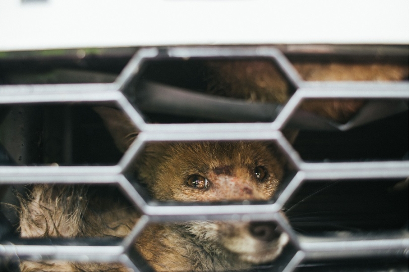 Rescate épico del zorro