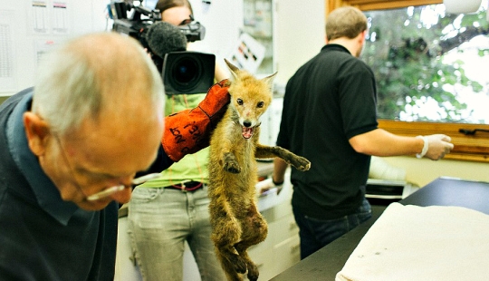 Rescate épico del zorro