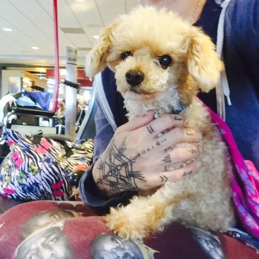 Rescue of a two-legged dog that spent 10 agonizing years on the street Rescue of a two-legged dog that spent 10 agonizing years on the street