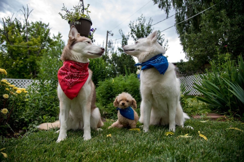 Rescue of a two-legged dog that spent 10 agonizing years on the street Rescue of a two-legged dog that spent 10 agonizing years on the street