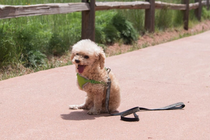Rescue of a two-legged dog that spent 10 agonizing years on the street Rescue of a two-legged dog that spent 10 agonizing years on the street