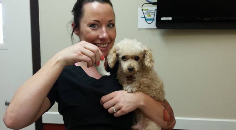 Rescue of a two-legged dog that spent 10 agonizing years on the street Rescue of a two-legged dog that spent 10 agonizing years on the street