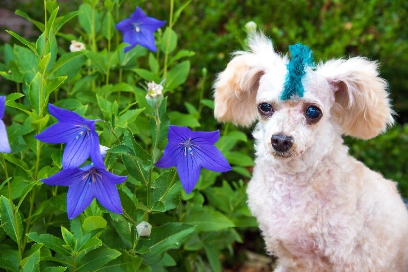 Rescue of a two-legged dog that spent 10 agonizing years on the street Rescue of a two-legged dog that spent 10 agonizing years on the street
