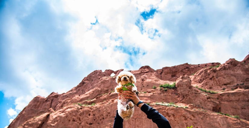 Rescue of a two-legged dog that spent 10 agonizing years on the street Rescue of a two-legged dog that spent 10 agonizing years on the street