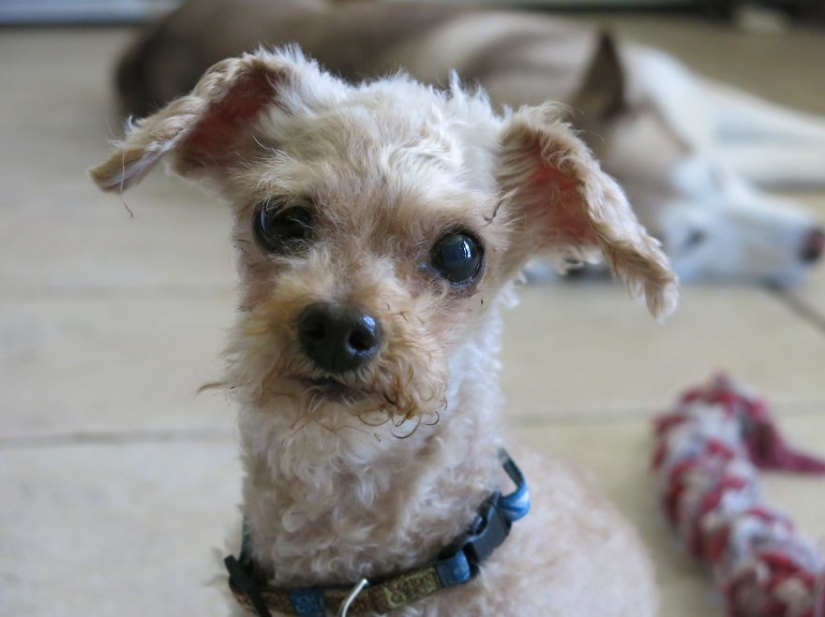 Rescue of a two-legged dog that spent 10 agonizing years on the street Rescue of a two-legged dog that spent 10 agonizing years on the street