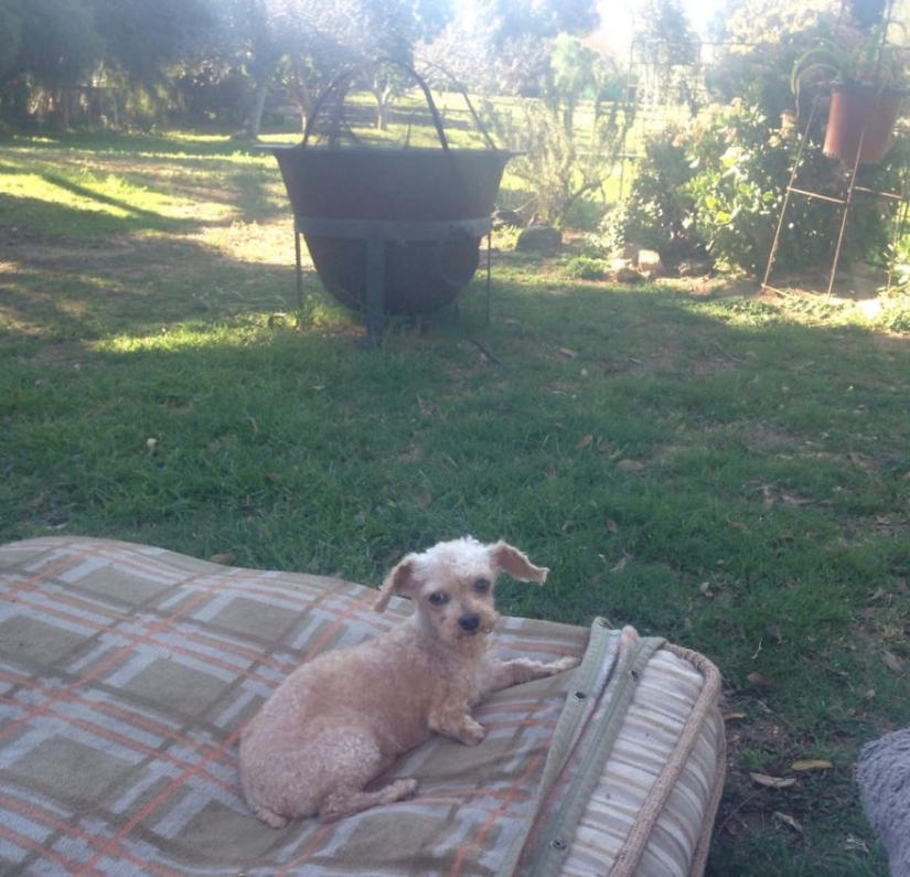 Rescue of a two-legged dog that spent 10 agonizing years on the street Rescue of a two-legged dog that spent 10 agonizing years on the street