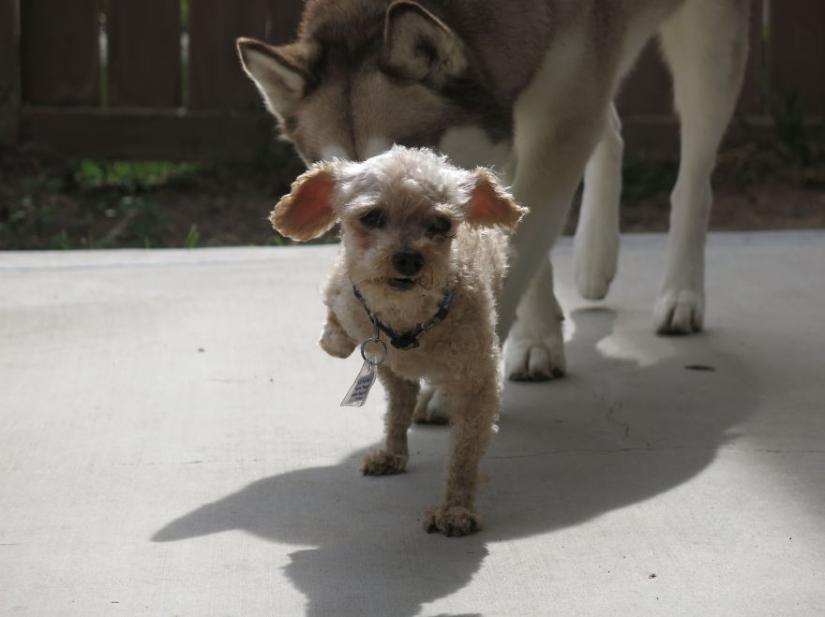 Rescue of a two-legged dog that spent 10 agonizing years on the street Rescue of a two-legged dog that spent 10 agonizing years on the street