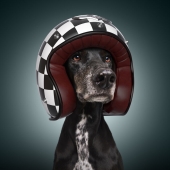 Retratamos a nuestros compañeros de cuatro patas como los perros más rápidos del mundo