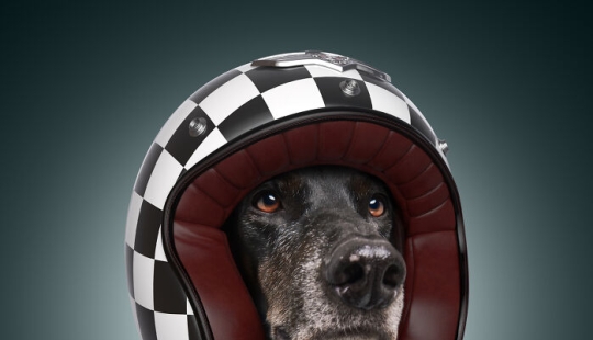 Retratamos a nuestros compañeros de cuatro patas como los perros más rápidos del mundo Retratamos a nuestros compañeros de cuatro patas como los perros más rápidos del mundo