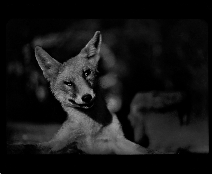 Retrato psicológico: imágenes inesperadas de animales