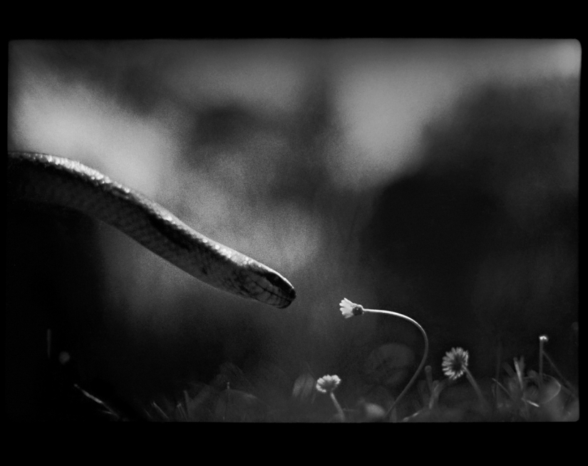 Retrato psicológico: imágenes inesperadas de animales