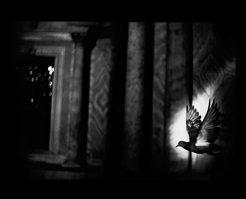 Retrato psicológico: imágenes inesperadas de animales