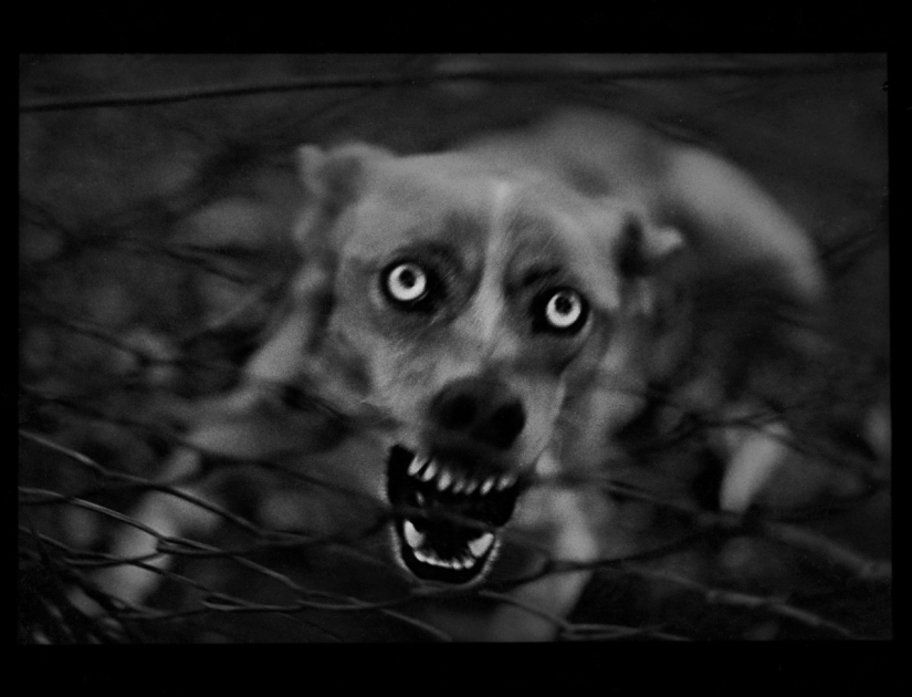 Retrato psicológico: imágenes inesperadas de animales