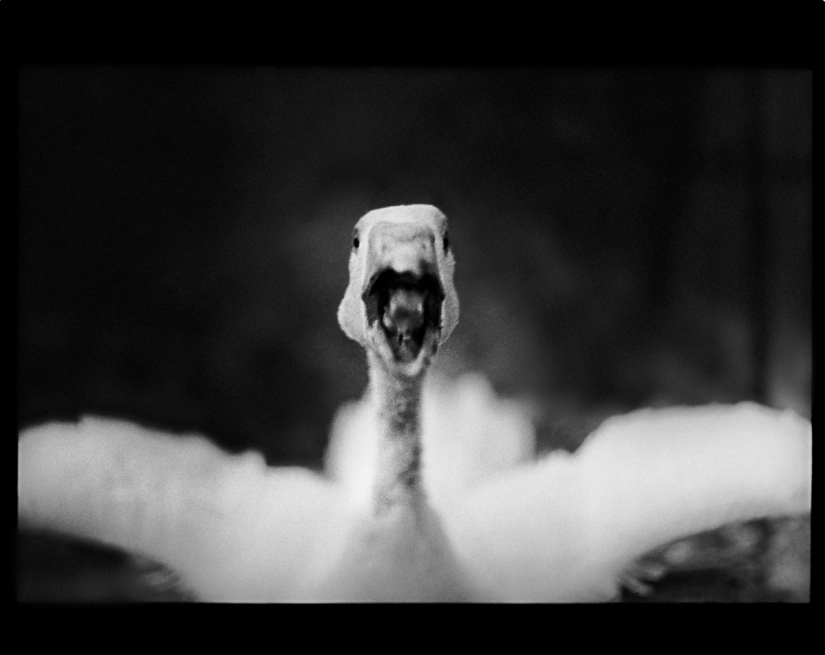 Retrato psicológico: imágenes inesperadas de animales