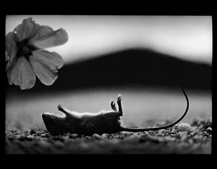 Retrato psicológico: imágenes inesperadas de animales