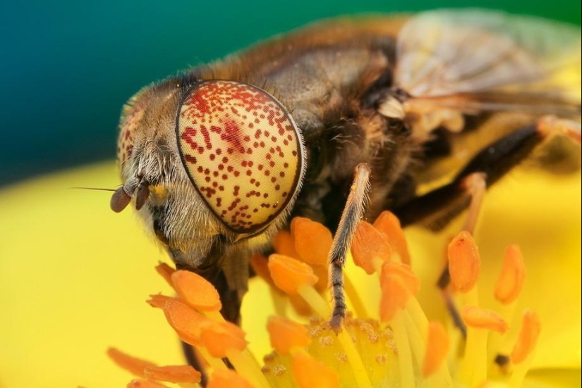 Retratos de insectos