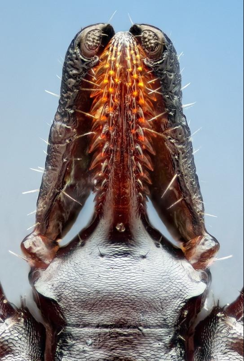 Retratos de insectos