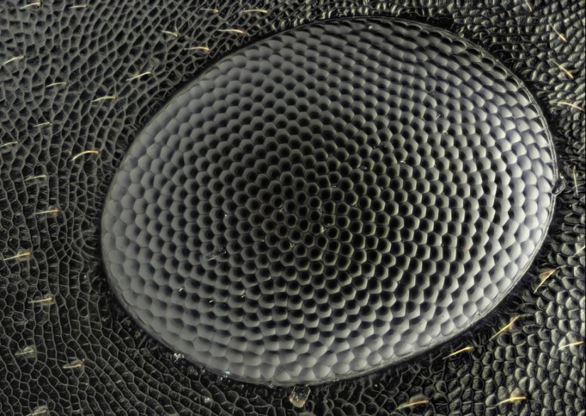 Retratos de insectos