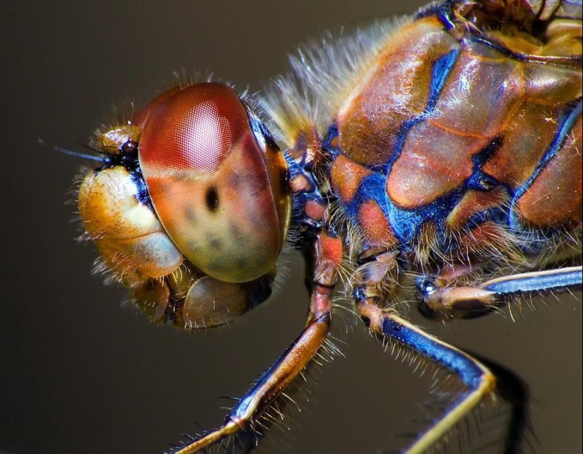 Retratos de insectos