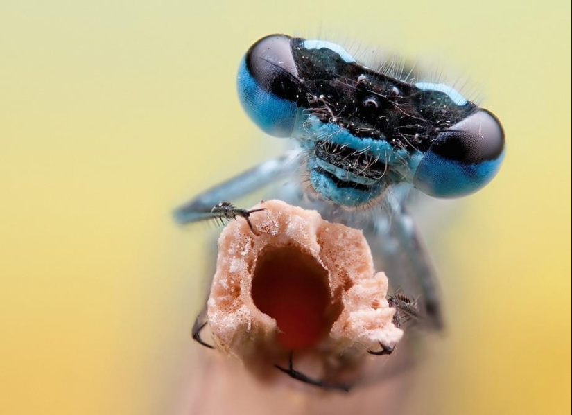 Retratos de insectos