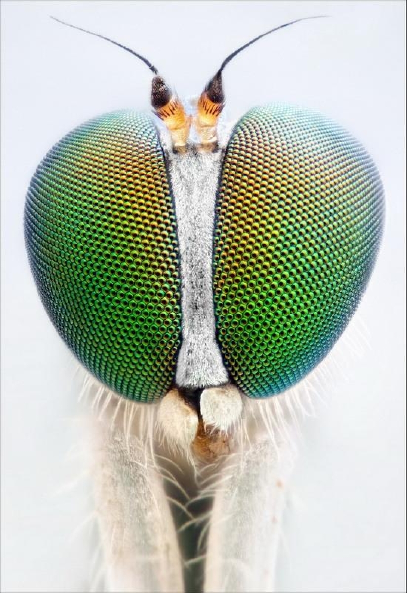 Retratos de insectos