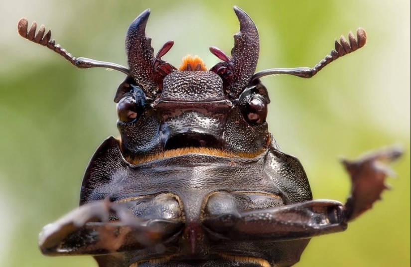 Retratos de insectos