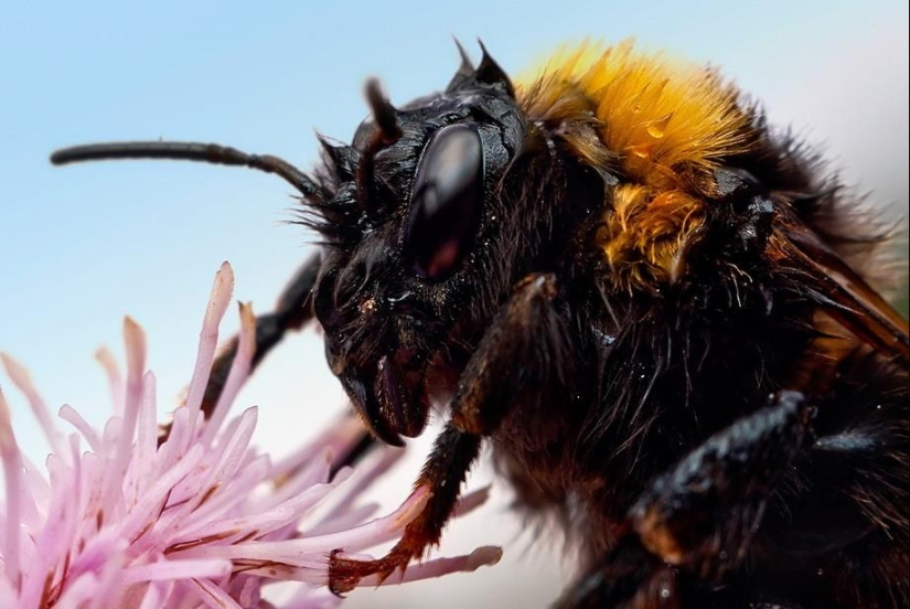 Retratos de insectos