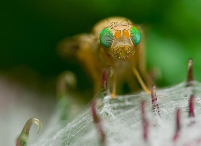 Retratos de insectos