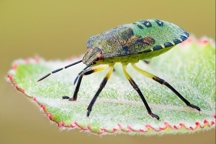 Retratos de insectos