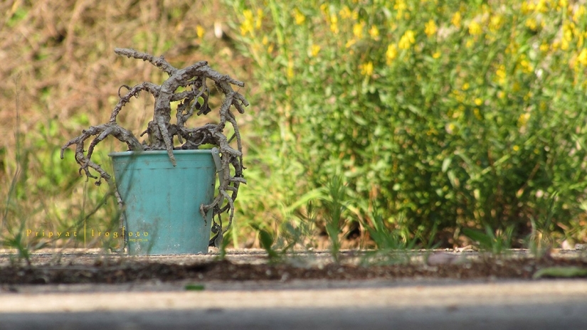 Reviviendo Chernóbil