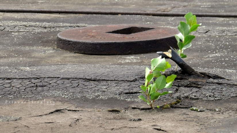 Reviviendo Chernóbil