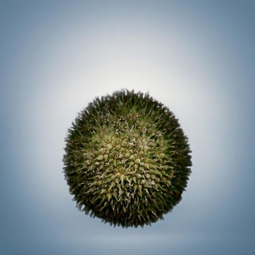 Órganos reproductivos