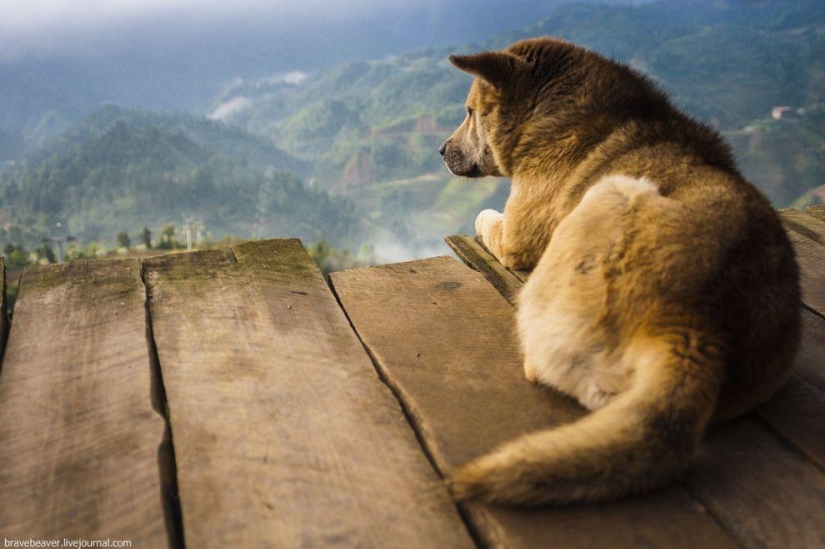 Rice terraces in Longsheng Rice terraces in Longsheng