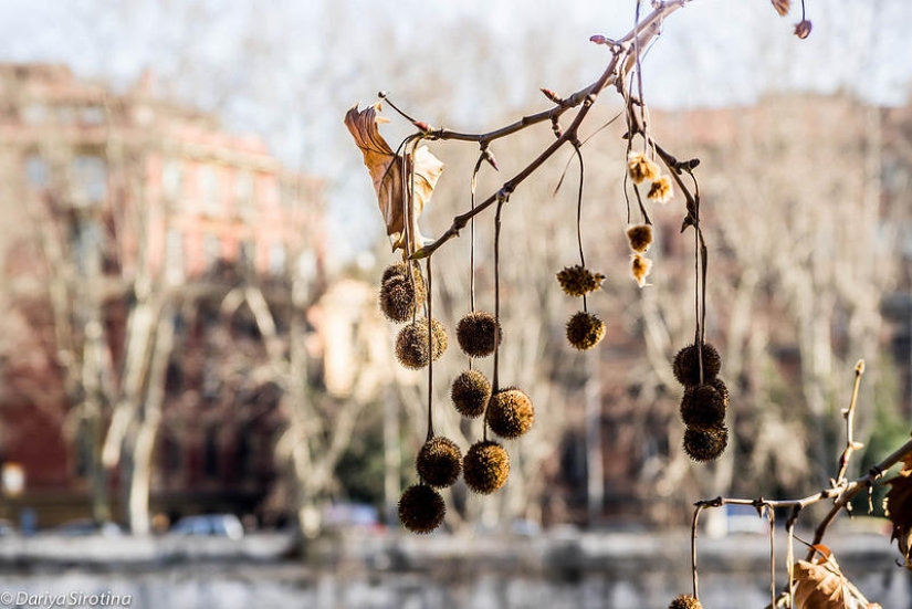 Rome. Spring Rome. Spring