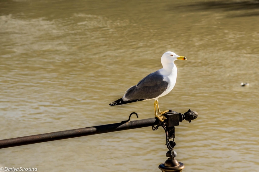 Rome. Spring Rome. Spring