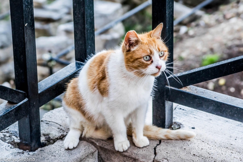 Rome. Spring Rome. Spring