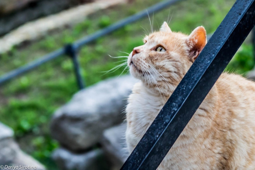 Rome. Spring Rome. Spring